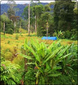 Belayan River Timber