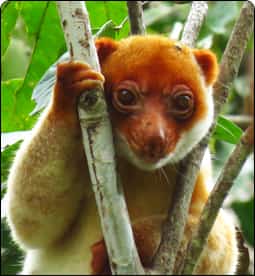 Hanurata Papua Barat